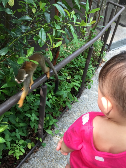 Mama, I see a Monkey!